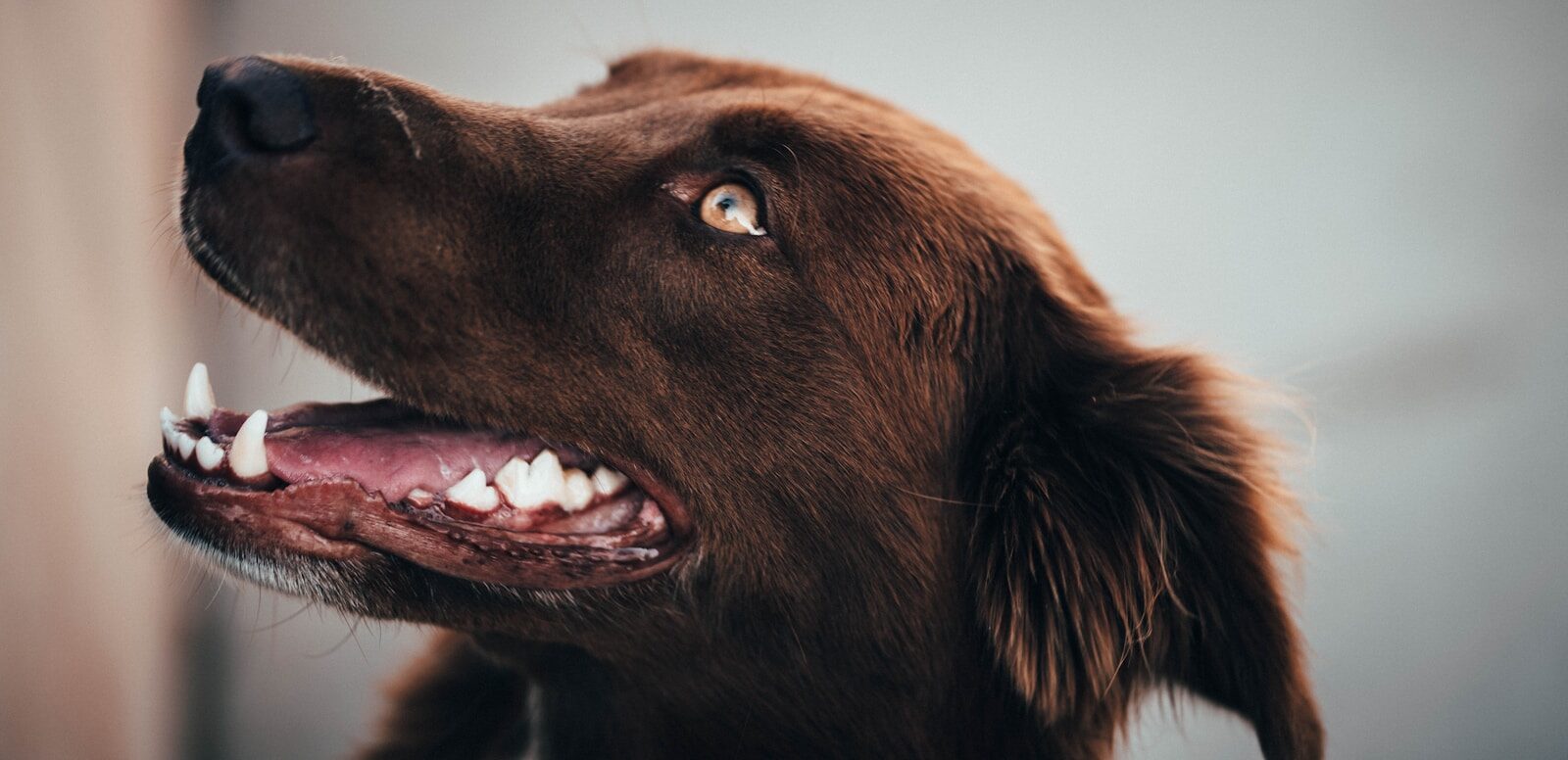 Photo by Brian Brxtn long-coated brown dog